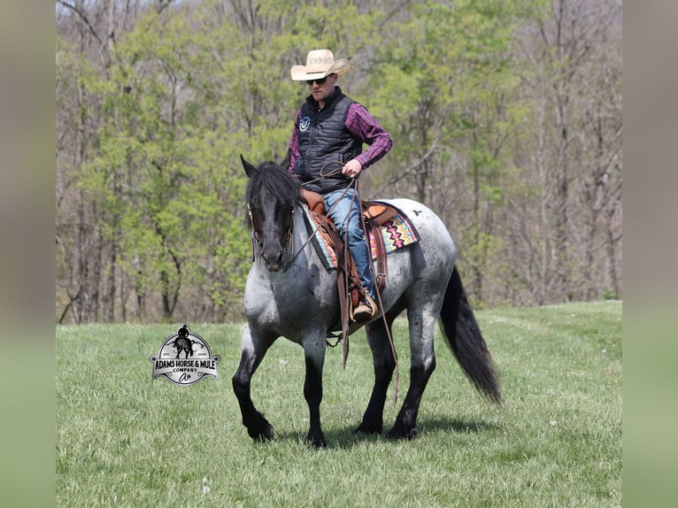 Quarter horse américain Hongre 6 Ans 163 cm Rouan Bleu in Mount Vernon