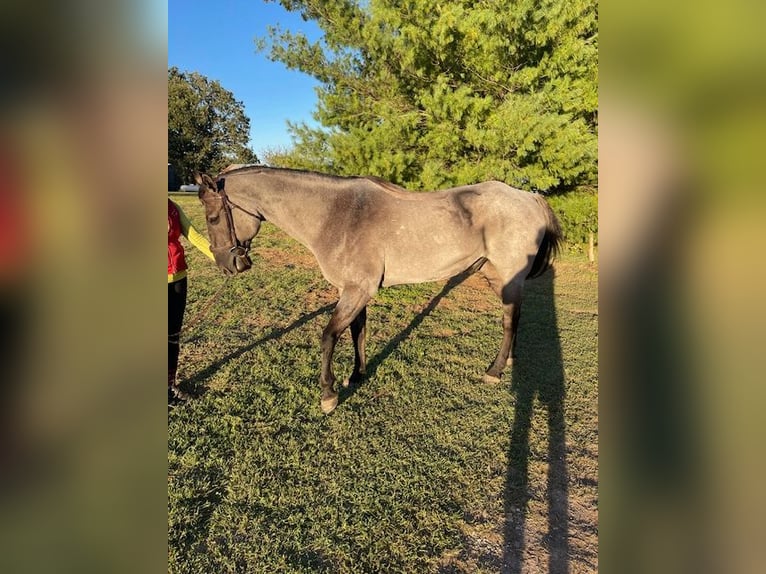 Quarter horse américain Hongre 6 Ans 163 cm Rouan Bleu in Springfield MO