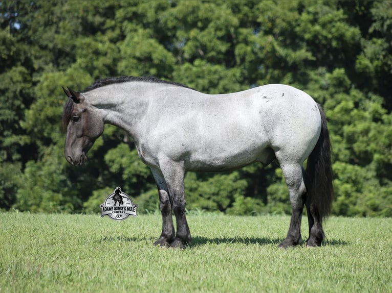 Quarter horse américain Hongre 6 Ans 163 cm  in Mount Vernon
