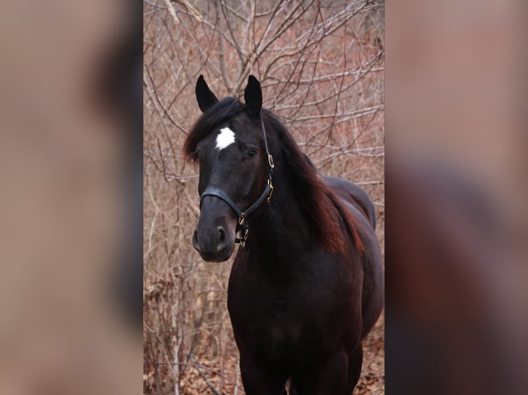 Quarter horse américain Hongre 6 Ans 165 cm Noir in Howell, MI
