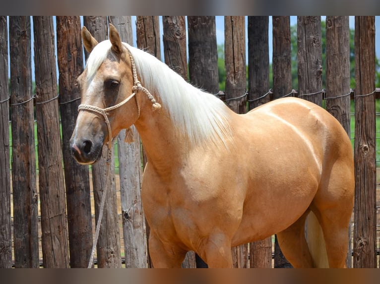 Quarter horse américain Hongre 6 Ans 165 cm Palomino in Stephenville, TX