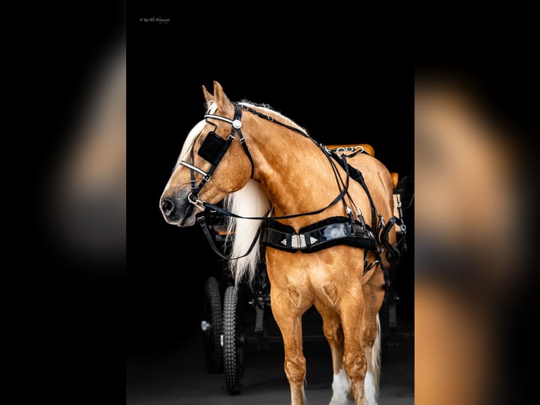 Quarter horse américain Croisé Hongre 6 Ans 165 cm Palomino in Grand Island, NE