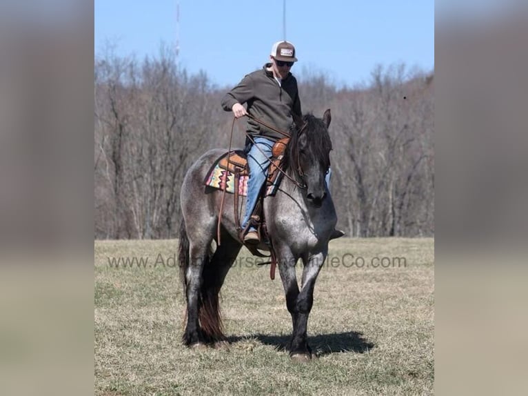 Quarter horse américain Hongre 6 Ans 165 cm Rouan Bleu in Mount Vernon