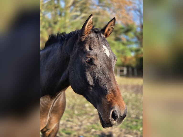 Quarter horse américain Hongre 6 Ans 167 cm Bai brun in Heist