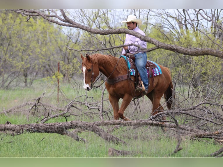 Quarter horse américain Hongre 6 Ans 168 cm Alezan cuivré in Stephenville TX