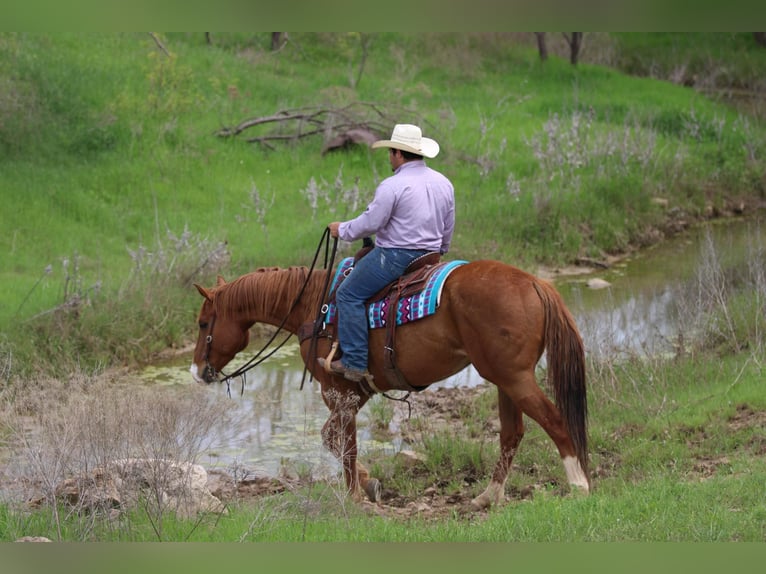 Quarter horse américain Hongre 6 Ans 168 cm Alezan cuivré in Stephenville TX