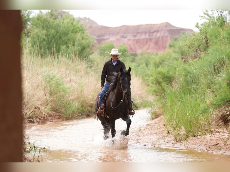 Quarter horse américain Hongre 6 Ans 168 cm Noir in Canyon TX
