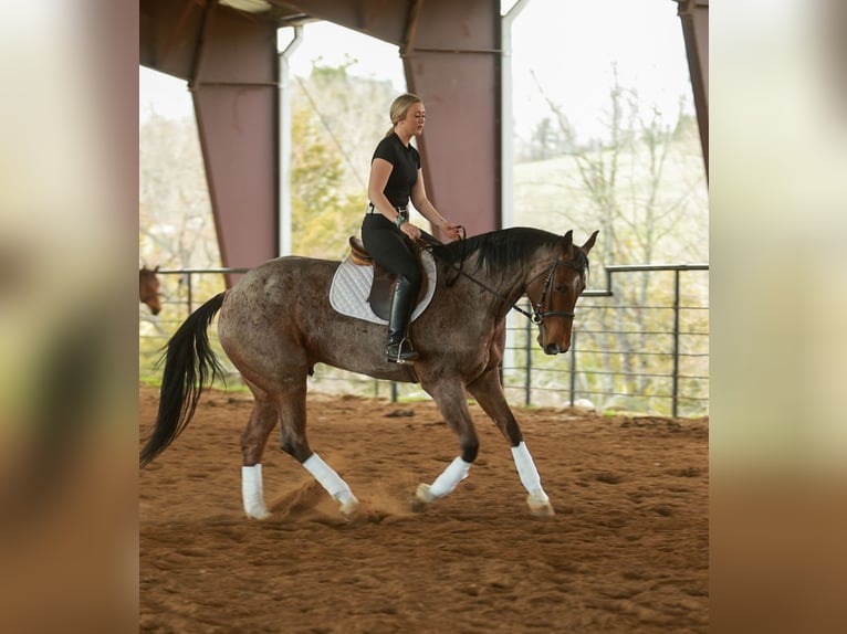 Quarter horse américain Hongre 6 Ans 168 cm Roan-Bay in Quitman