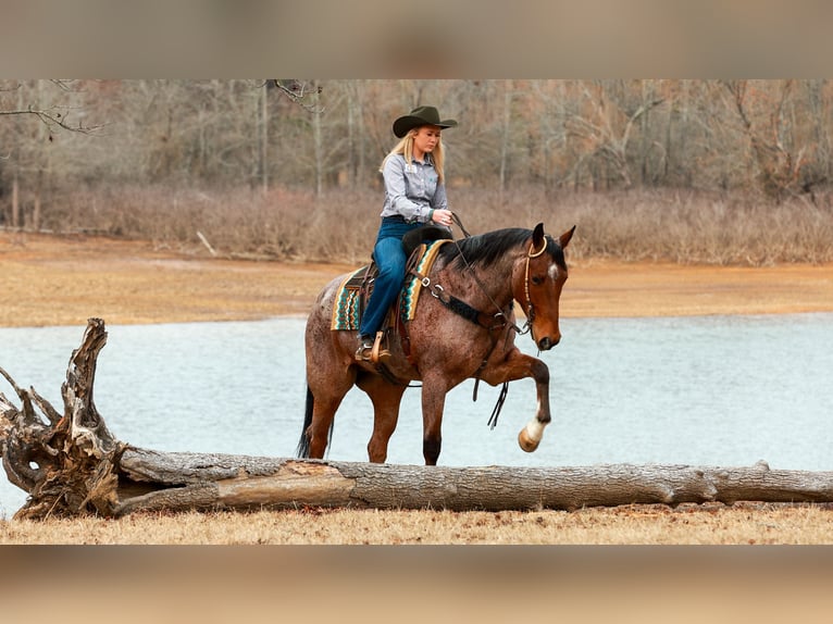 Quarter horse américain Hongre 6 Ans 168 cm Roan-Bay in Quitman