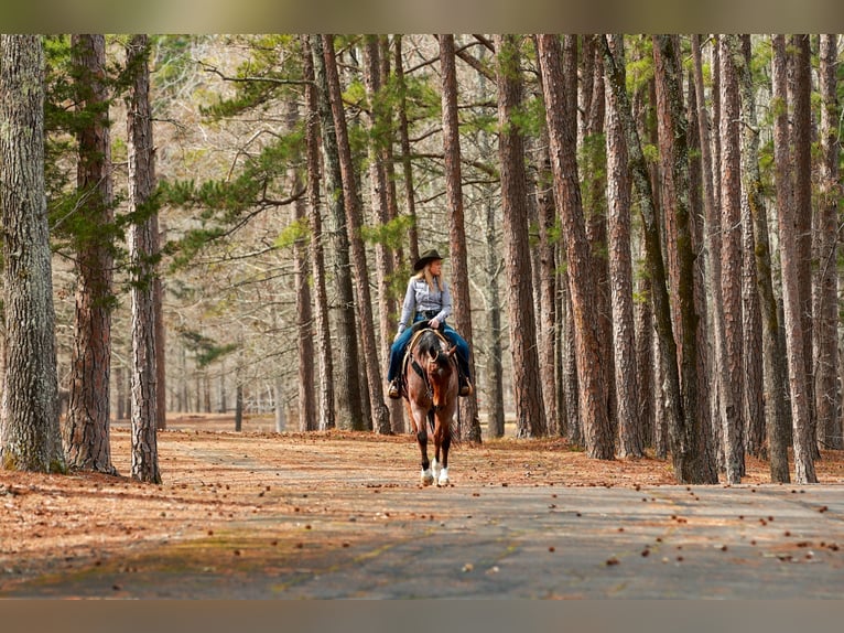 Quarter horse américain Hongre 6 Ans 168 cm Roan-Bay in Quitman
