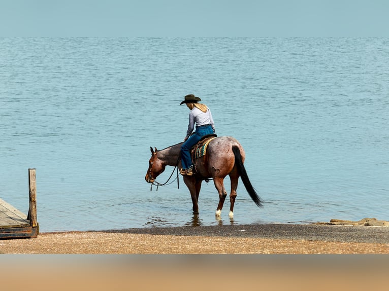 Quarter horse américain Hongre 6 Ans 168 cm Roan-Bay in Quitman