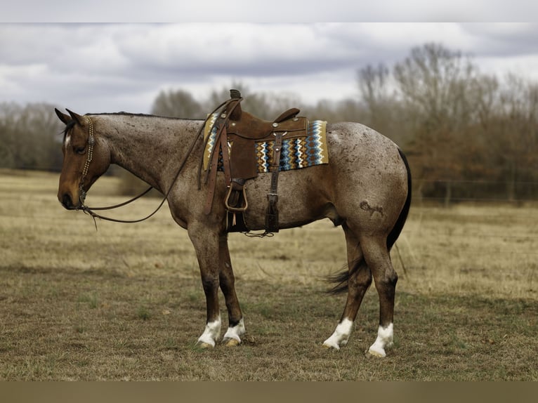 Quarter horse américain Hongre 6 Ans 168 cm Roan-Bay in Quitman