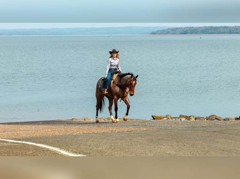 Quarter horse américain Hongre 6 Ans 168 cm Roan-Bay in Quitman