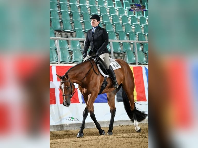 Quarter horse américain Hongre 6 Ans 170 cm Bai in Burgebrach