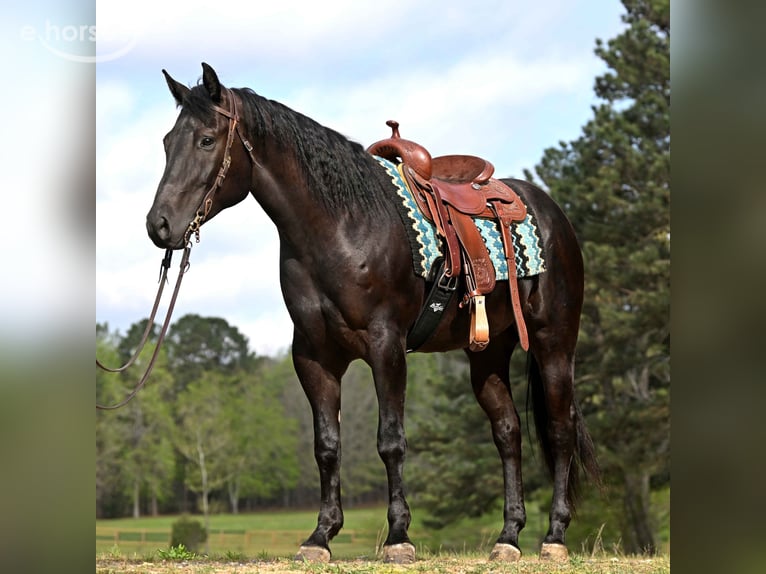 Quarter horse américain Hongre 6 Ans 170 cm Noir in Guasti