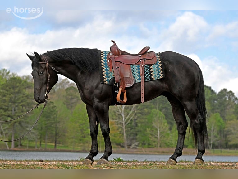 Quarter horse américain Hongre 6 Ans 170 cm Noir in Guasti