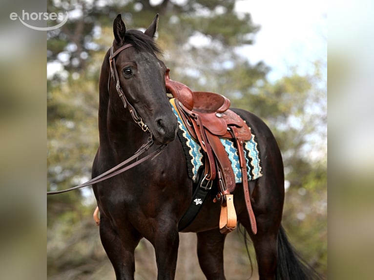 Quarter horse américain Hongre 6 Ans 170 cm Noir in Guasti