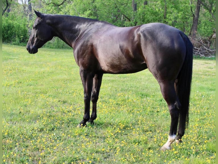 Quarter horse américain Hongre 6 Ans 170 cm Noir in Allentown, NJ