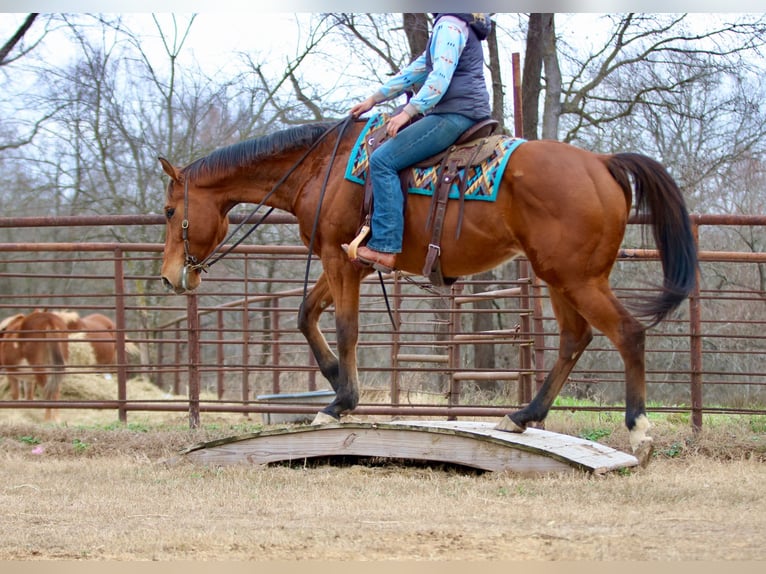 Quarter horse américain Croisé Hongre 6 Ans 173 cm Bai cerise in Athens