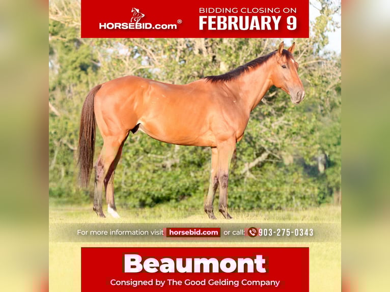 Quarter horse américain Croisé Hongre 6 Ans 173 cm Bai cerise in Athens