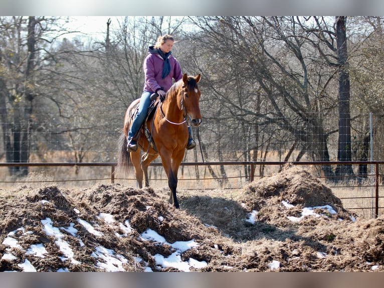 Quarter horse américain Croisé Hongre 6 Ans 173 cm Bai cerise in Athens