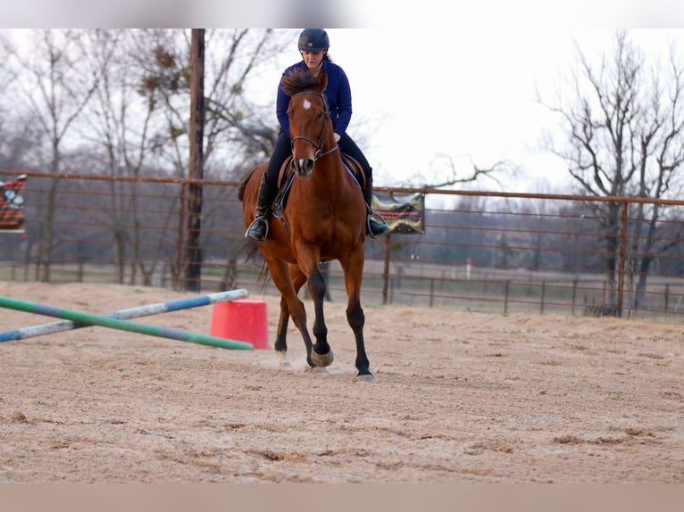 Quarter horse américain Croisé Hongre 6 Ans 173 cm Bai cerise in Athens