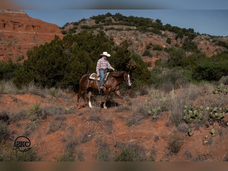 Quarter horse américain Hongre 6 Ans Alezan brûlé in Canyon