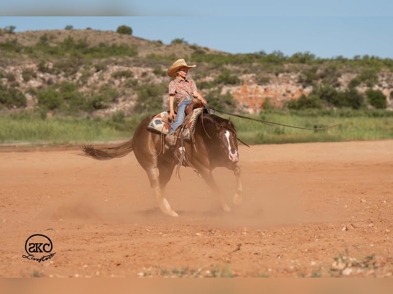 Quarter horse américain Hongre 6 Ans Alezan brûlé in Canyon