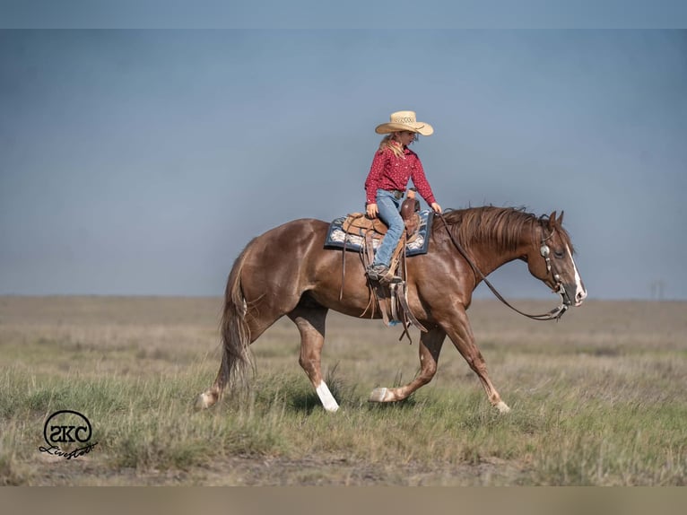 Quarter horse américain Hongre 6 Ans Alezan brûlé in Canyon