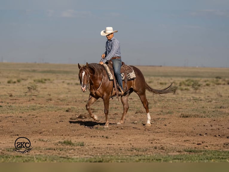 Quarter horse américain Hongre 6 Ans Alezan brûlé in Canyon