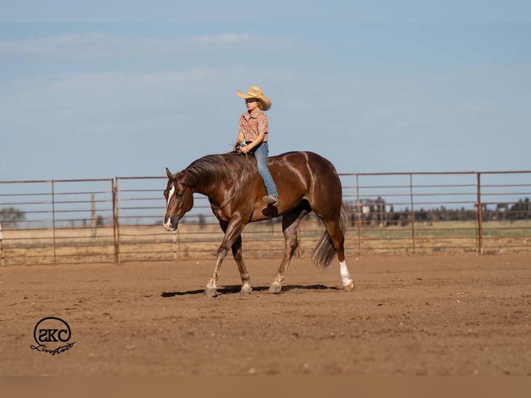 Quarter horse américain Hongre 6 Ans Alezan brûlé in Canyon