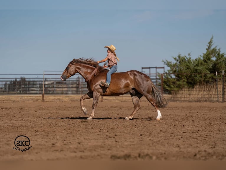 Quarter horse américain Hongre 6 Ans Alezan brûlé in Canyon