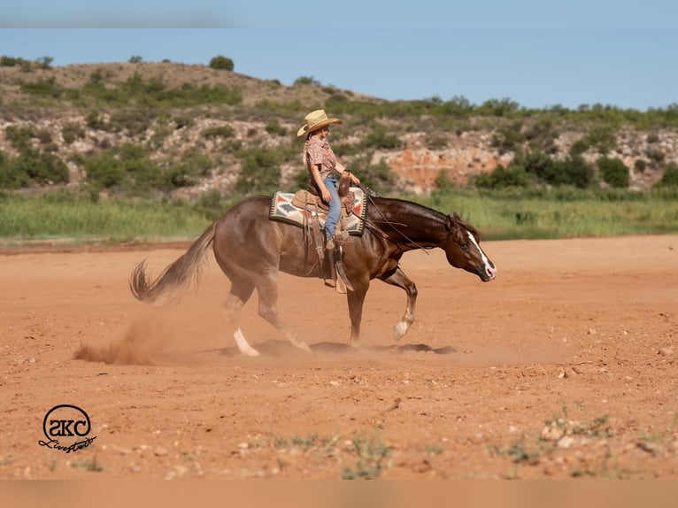 Quarter horse américain Hongre 6 Ans Alezan brûlé in Canyon
