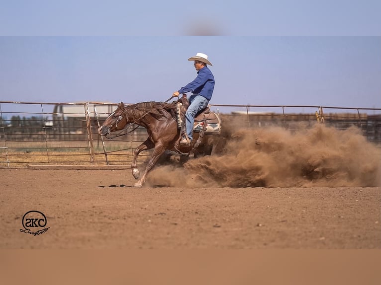 Quarter horse américain Hongre 6 Ans Alezan brûlé in Canyon