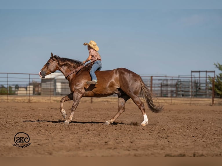Quarter horse américain Hongre 6 Ans Alezan brûlé in Canyon