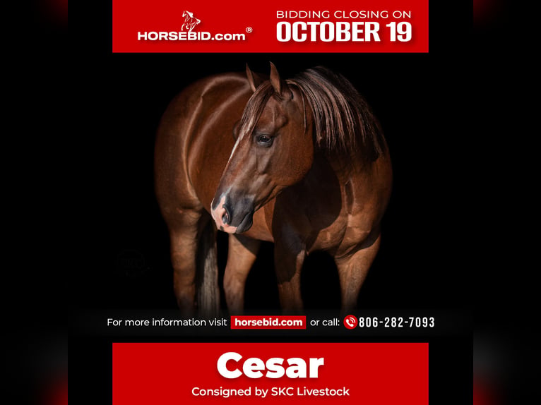 Quarter horse américain Hongre 6 Ans Alezan brûlé in Canyon