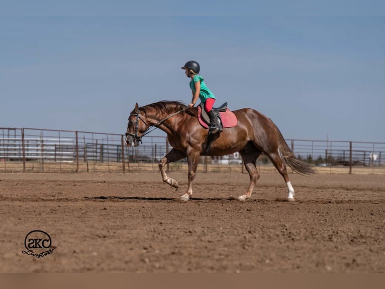 Quarter horse américain Hongre 6 Ans Alezan brûlé in Canyon