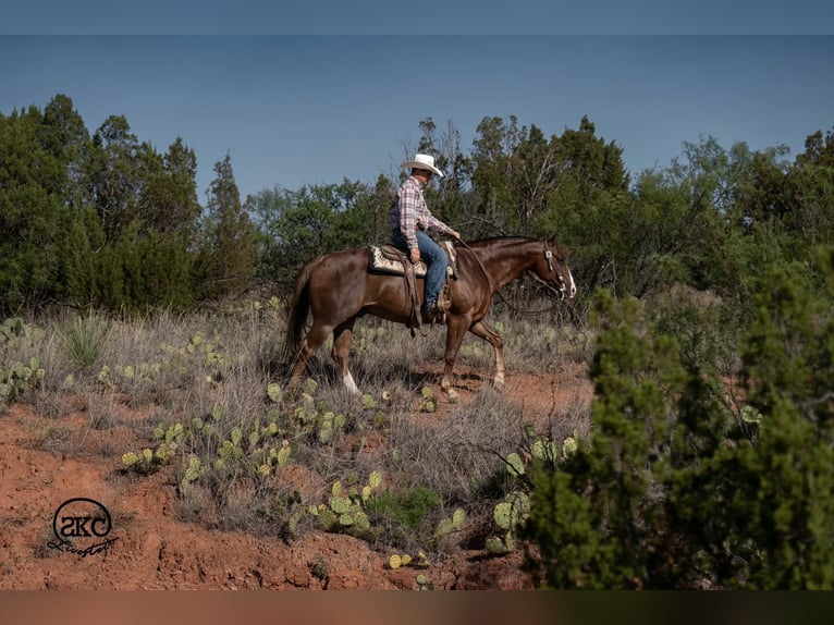 Quarter horse américain Hongre 6 Ans Alezan brûlé in Canyon