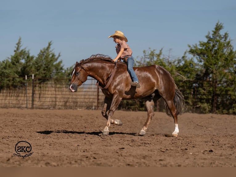 Quarter horse américain Hongre 6 Ans Alezan brûlé in Canyon
