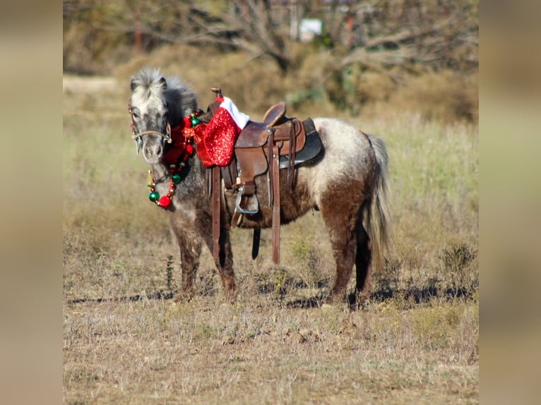 Quarter horse américain Hongre 6 Ans Alezan brûlé in Stephenville TX