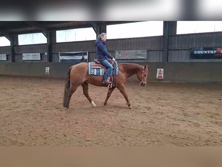 Quarter horse américain Hongre 6 Ans Alezan in Woudenberg