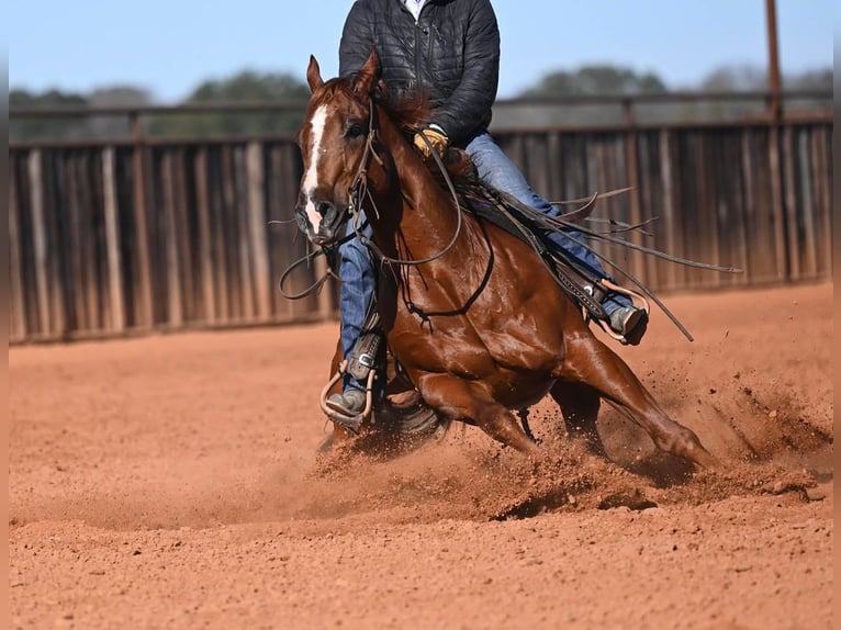 Quarter horse américain Hongre 6 Ans Alezan cuivré in Waco