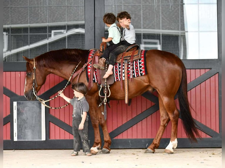 Quarter horse américain Hongre 6 Ans Alezan cuivré in Rebersburg