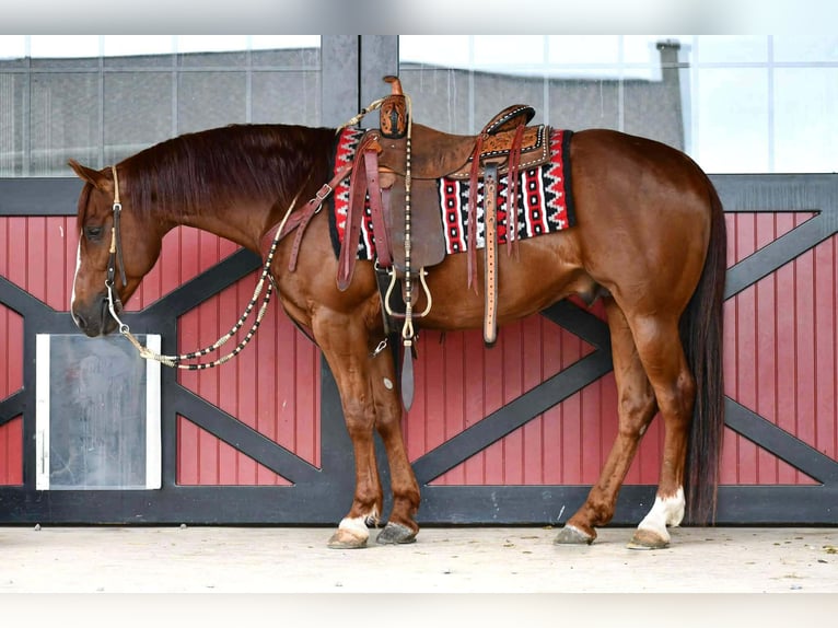 Quarter horse américain Hongre 6 Ans Alezan cuivré in Rebersburg