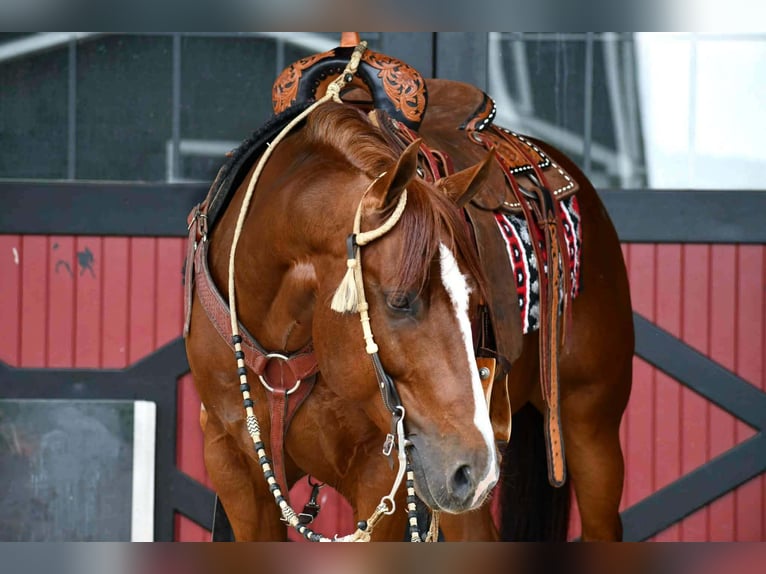 Quarter horse américain Hongre 6 Ans Alezan cuivré in Rebersburg