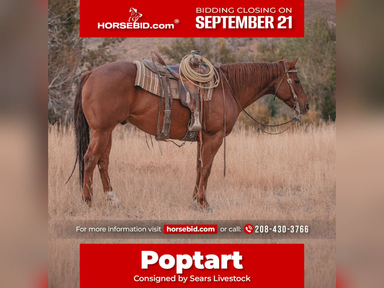 Quarter horse américain Hongre 6 Ans Alezan cuivré in Carey