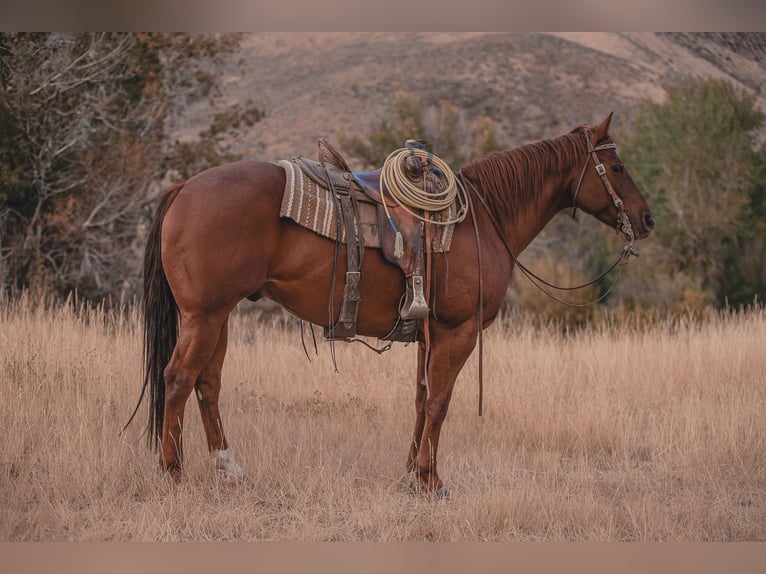 Quarter horse américain Hongre 6 Ans Alezan cuivré in Carey