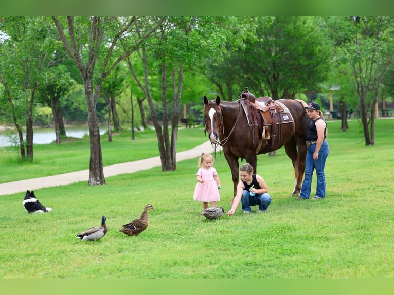 Quarter horse américain Hongre 6 Ans Alezan cuivré in Forney, TX