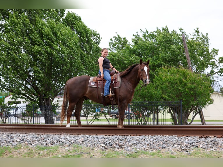 Quarter horse américain Hongre 6 Ans Alezan cuivré in Forney, TX