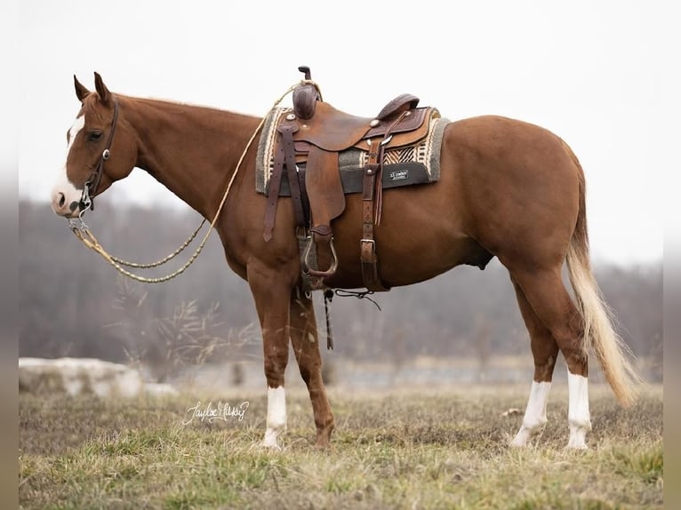 Quarter horse américain Hongre 6 Ans Alezan cuivré in Madisonville, Ky